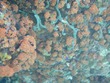 Orange Growth in Cave