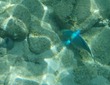 Supermale Queen Parrotfish