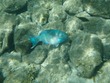 Supermale Queen Parrotfish
