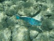 Supermale Queen Parrotfish