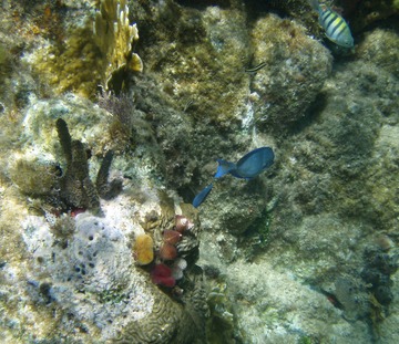 Tubeworms & fish