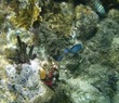 Tubeworms & fish