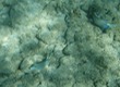 Doctorfish