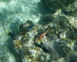 Yellowtail Damselfish & others
