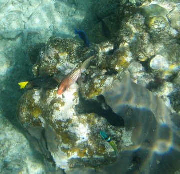 Yellowtail Damselfish & others