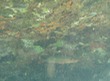 Bigeye?