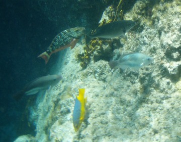 Parrotfish, Hogfish & others