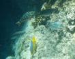 Parrotfish, Hogfish & others