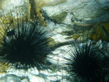 Long-spined urchins