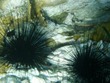 Long-spined urchins