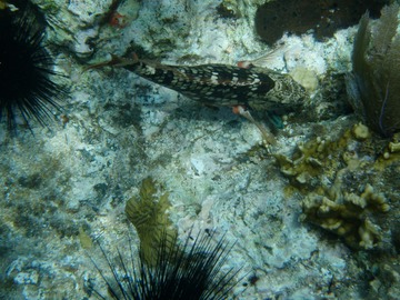 Adult Stoplight Parrotfish