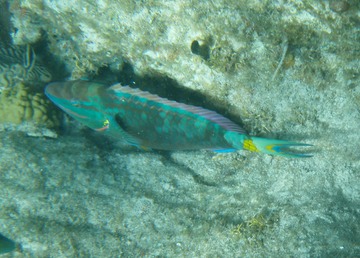 Supermail Stoplight Parrotfish