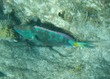 Supermail Stoplight Parrotfish
