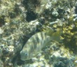 Damselfish?