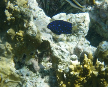 Juvenile Yellowtail Damselfish
