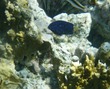 Juvenile Yellowtail Damselfish