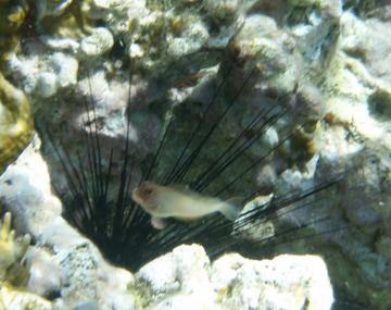 Redlip Blenny
