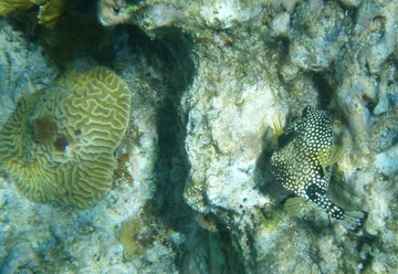 Smooth Trunkfish