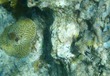 Smooth Trunkfish