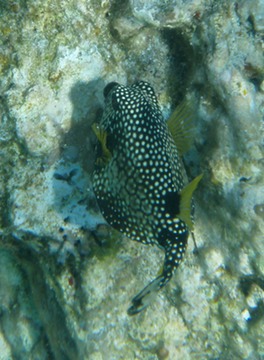 Smooth Trunkfish