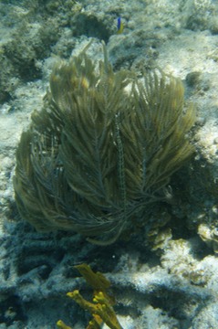 Trumpetfish