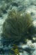 Trumpetfish