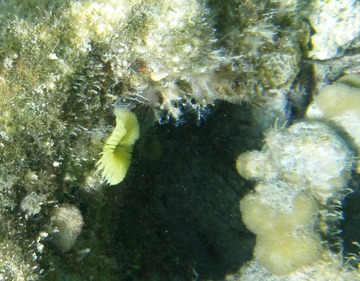 Tubeworm