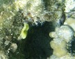 Tubeworm