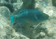 Supermale Queen Parrotfish
