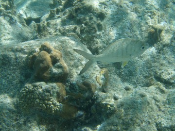 Yellowfin Mojarra