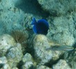 Blue Tang