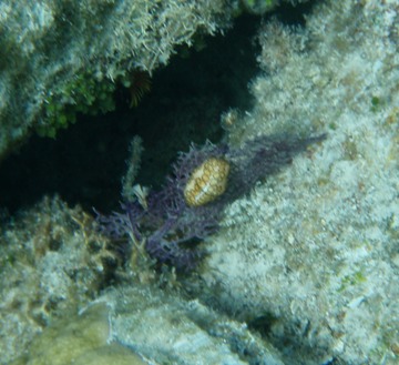 Nudibranch