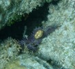 Nudibranch