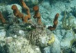 Tubeworms
