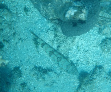 Lizardfish