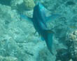 Supermale Queen Parrotfish