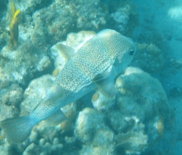 Porcupinefish