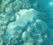 Porcupinefish