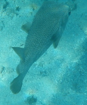 Porcupinefish