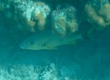 Buestriped Grunt