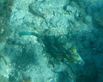 Honeycomb Cowfish