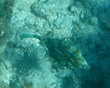 Honeycomb Cowfish