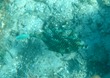 Honeycomb Cowfish