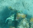 Honeycomb Cowfish