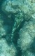 Honeycomb Cowfish