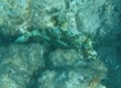 Honeycomb Cowfish