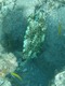 Honeycomb Cowfish
