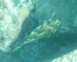 Honeycomb Cowfish