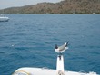 Gull squawking