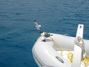 Gulls